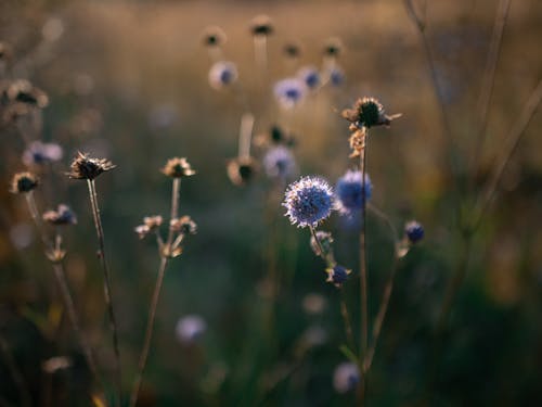 Fotos de stock gratuitas de @al aire libre, abeja, agricultura