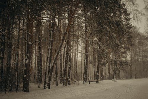 Black and White Photo of Forest and Bench in Snow 