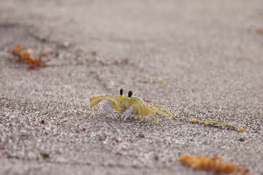 crab photo