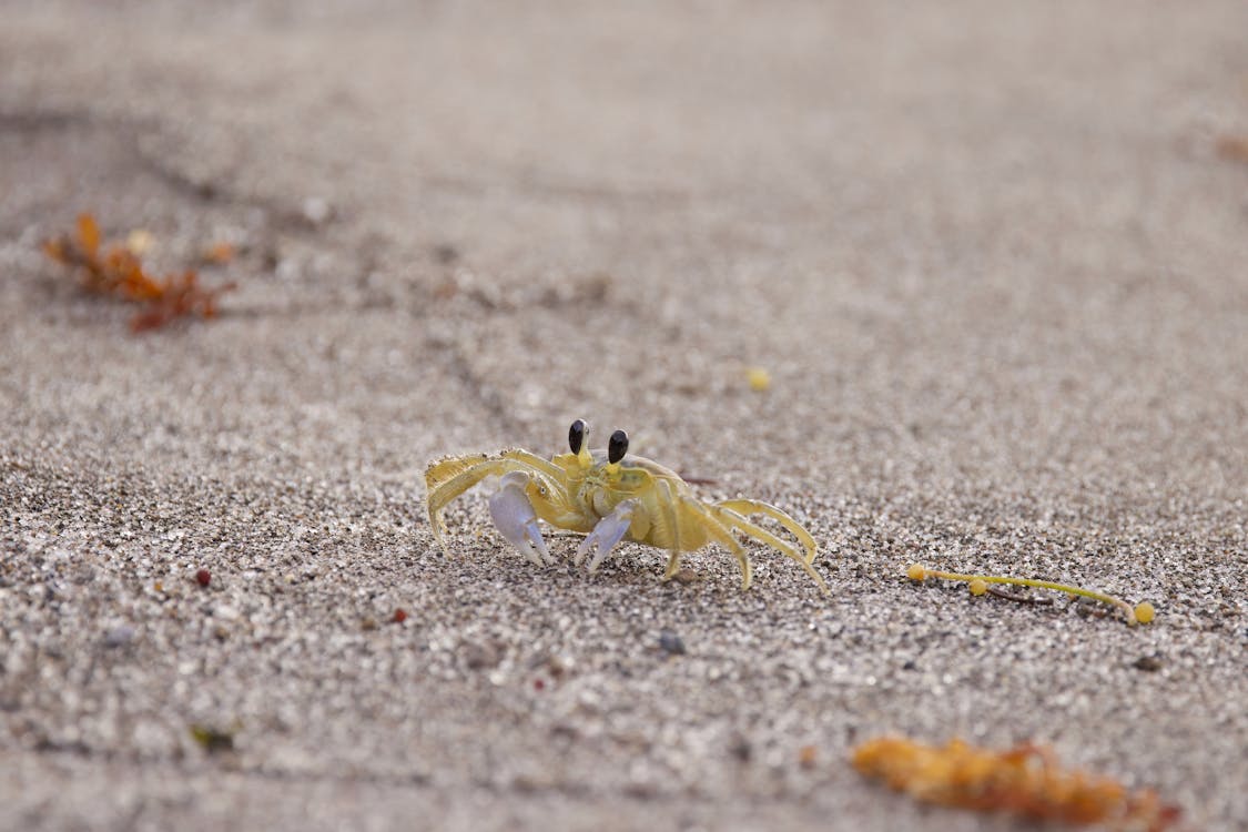 Close-up of Crab Walking on Sand Beach