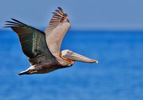 Free stock photo of animal, anse chastanet, anse mamin
