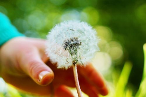 Free A close-up image of a hand touching a fluffy dandelion in a garden setting. Stock Photo