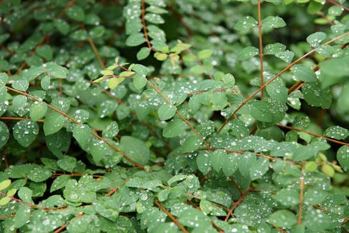 Fotos de stock gratuitas de arbusto, gotas, gotas de lluvia