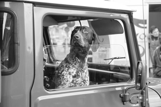 Free stock photo of adult, bus, canine