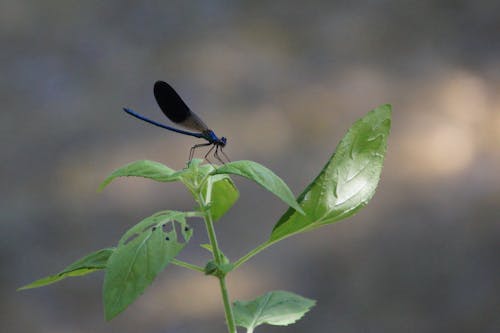 bitki, böcek, bokeh içeren Ücretsiz stok fotoğraf