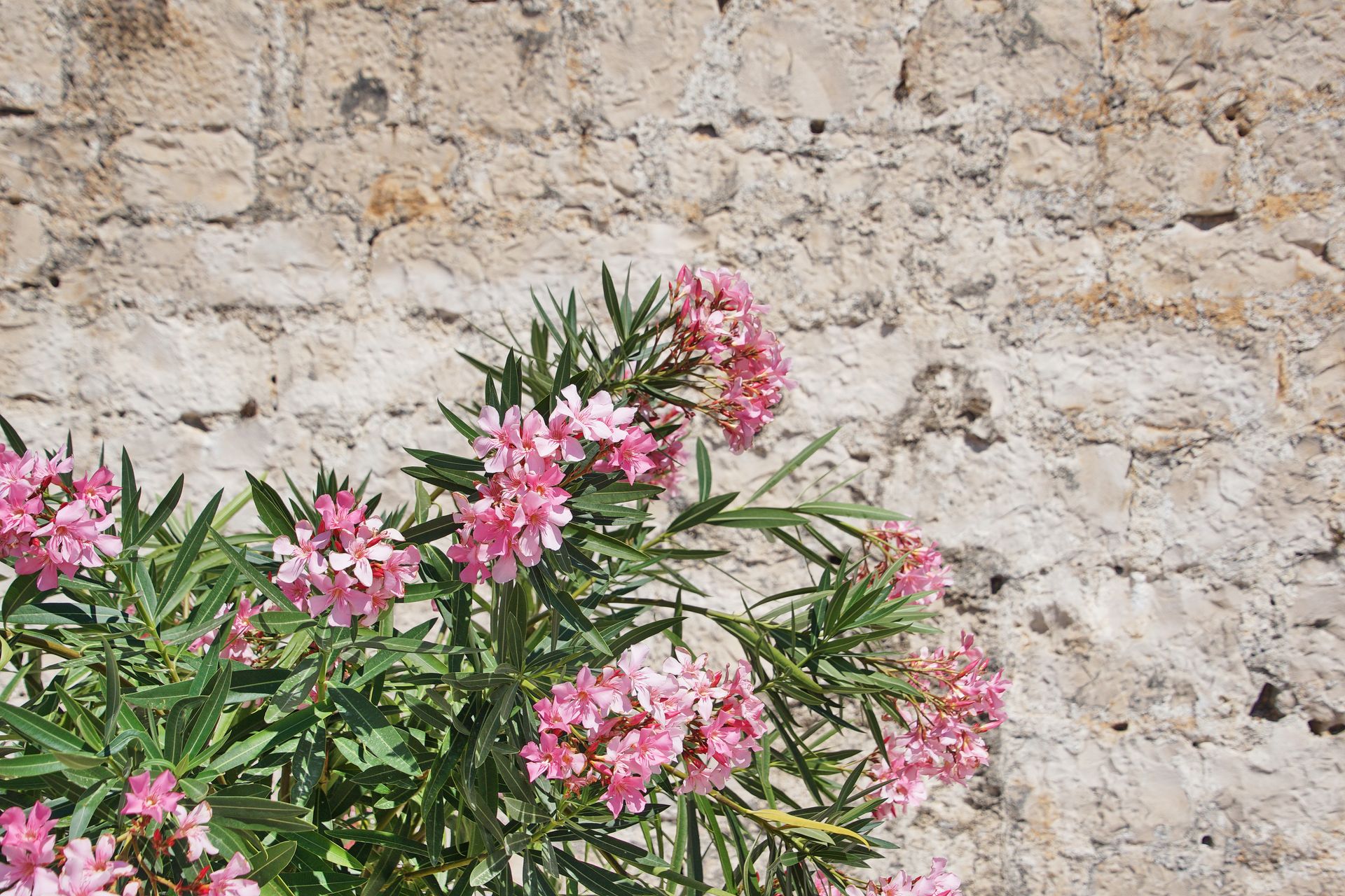 Beautiful pink oleander flowers with vibrant green leaves set against a rustic stone wall, captured in daylight.