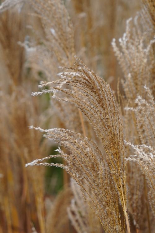 Free A detailed view of dry tall grass in a field, showcasing natural textures. Stock Photo