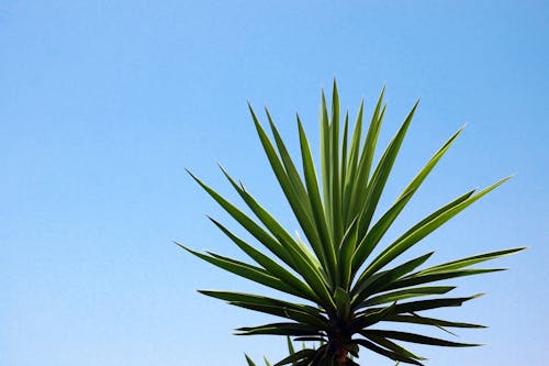 Green Palm Tree against Blue Sky
