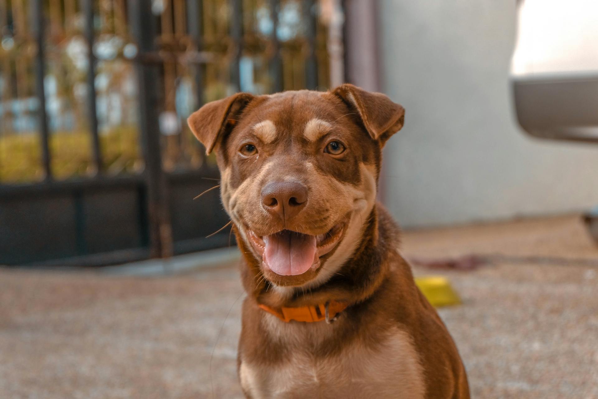 Närbilder av en brun hund