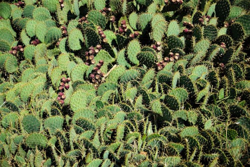 Close-up of Cactuses 