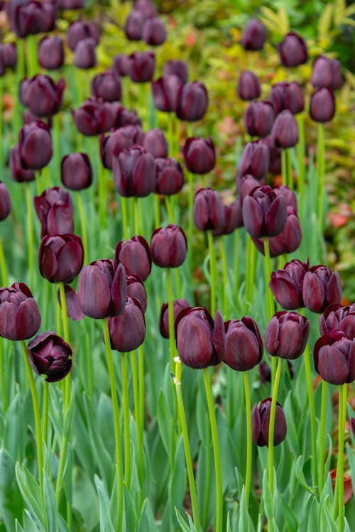 Gratis arkivbilde med anlegg, blomster, blomsterbed