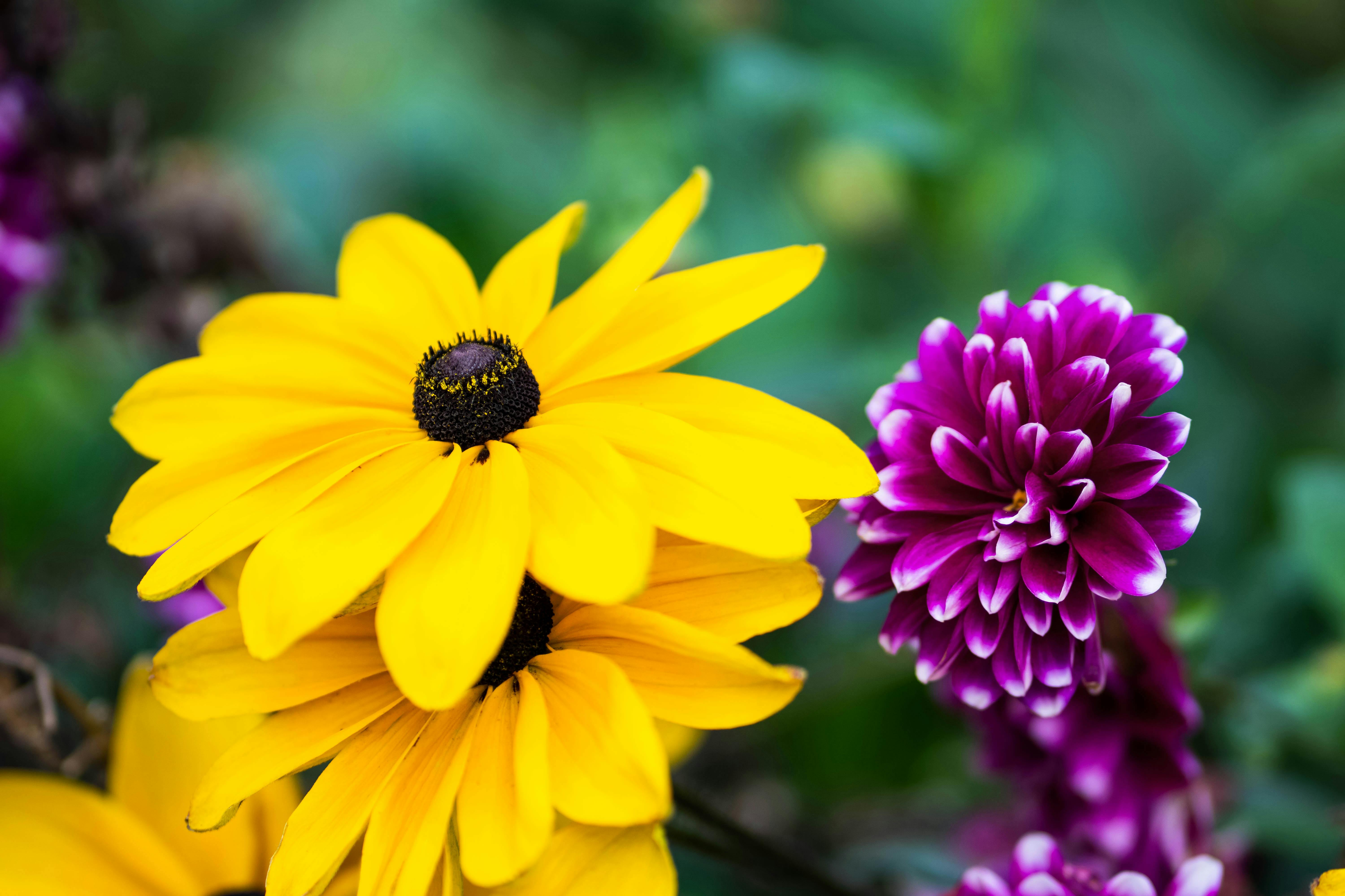 [ColoSach]-close-up-of-vibrant-yellow-and-purple-flowers-in-bloom-showcasing-nature's-beauty.
