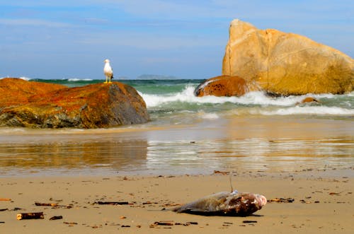 免费 岩石, 岸邊, 戶外 的 免费素材图片 素材图片