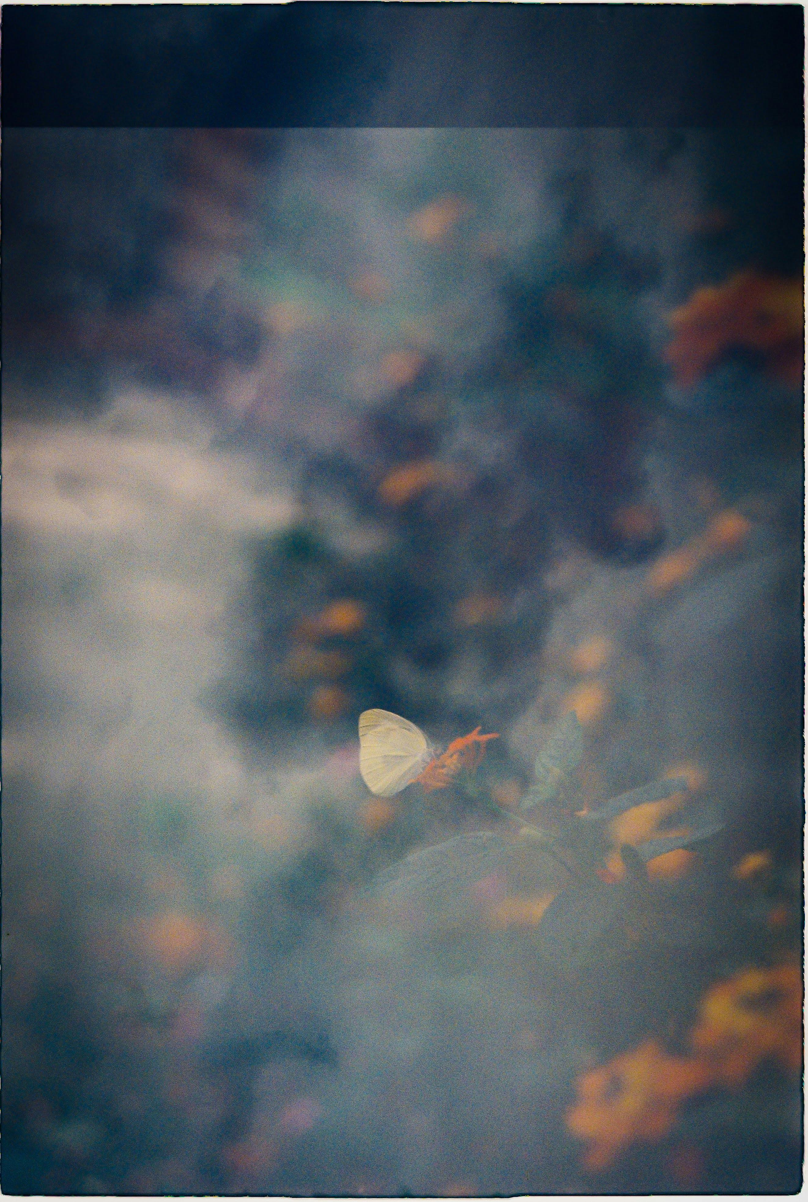 An ethereal butterfly captured through a misty lens, surrounded by vivid colors and blurry floral elements.
