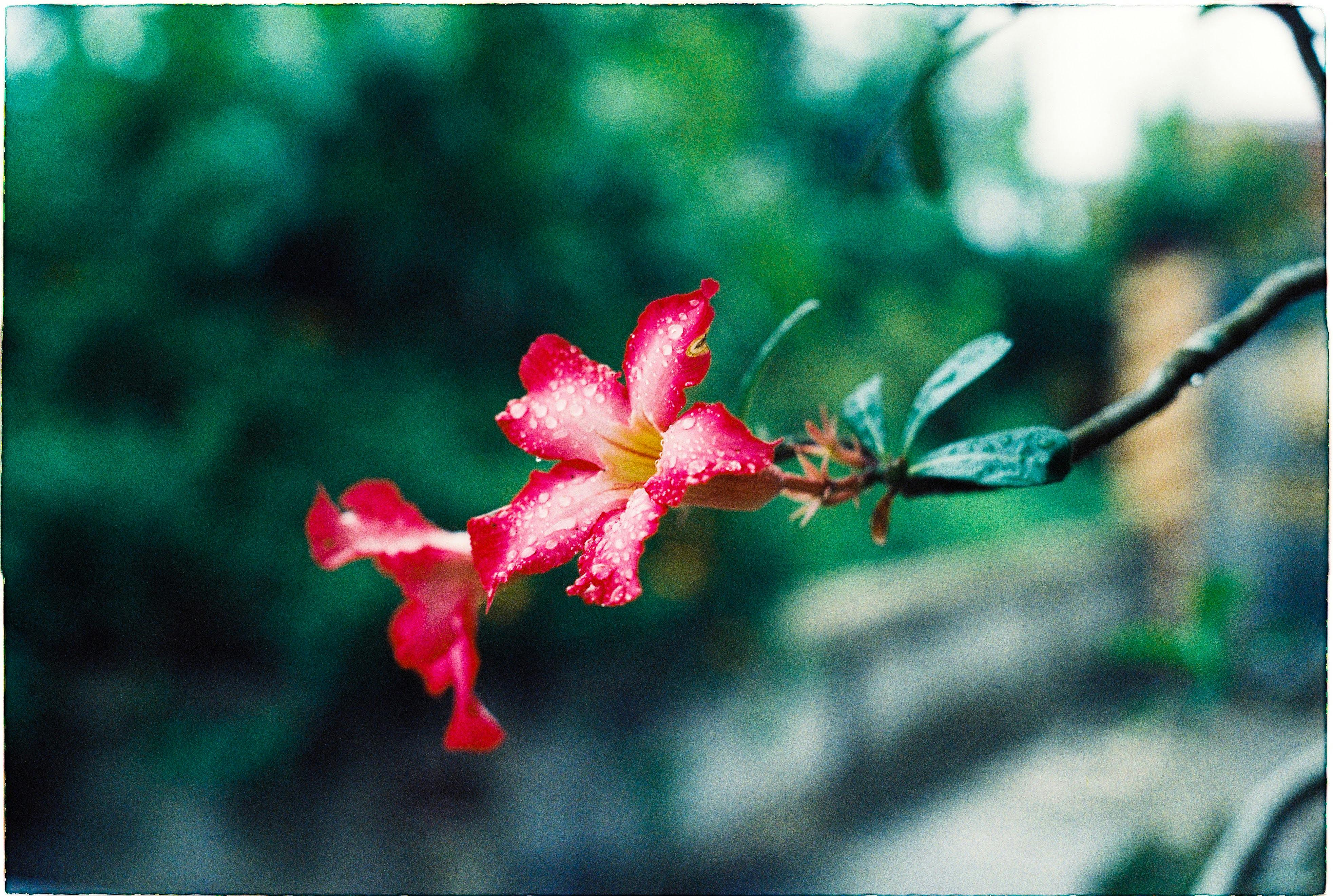 A close-up of a vibrant pink flower with dew droplets on petals, in a blurred outdoor setting.