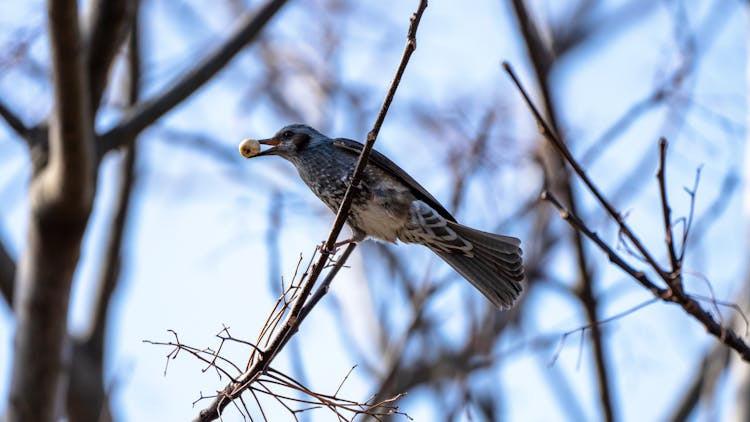 Sitting On Tree Bird Holding An Egg In Beak