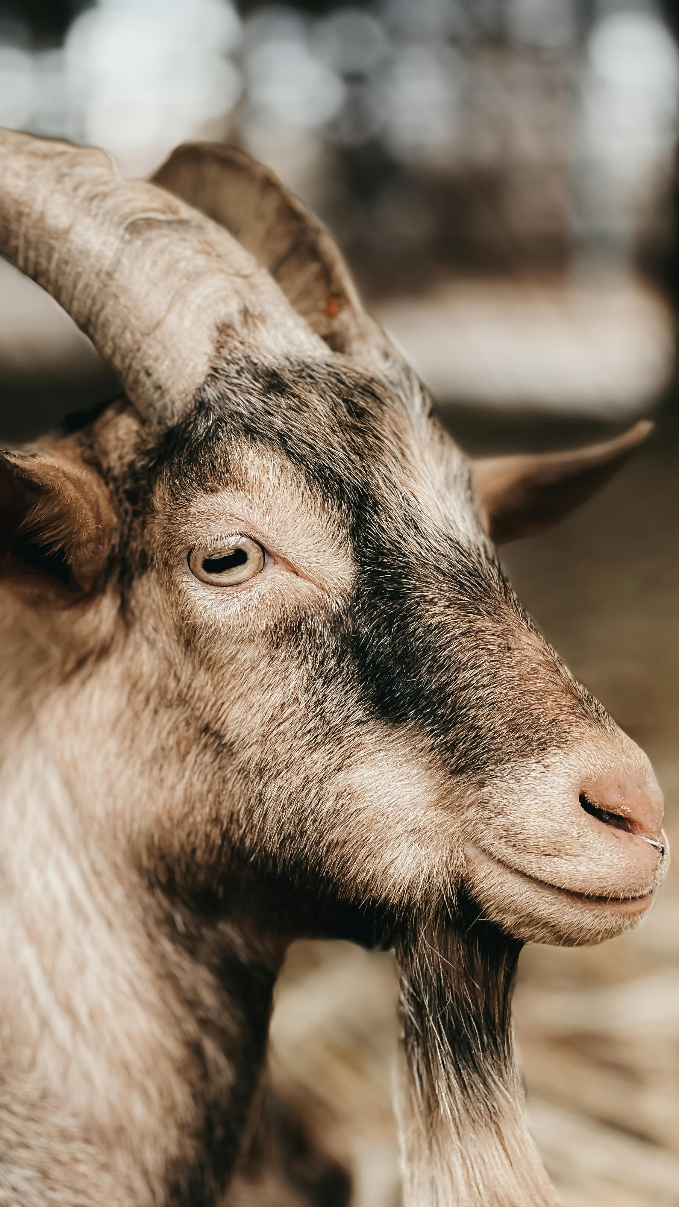 Gratuit Photos gratuites de agriculture, animal, animal de ferme Photos