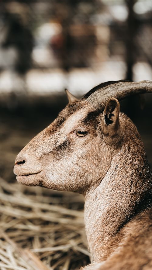 Free A detailed close-up of a goat with horns enjoying its natural habitat, showcasing wildlife beauty. Stock Photo