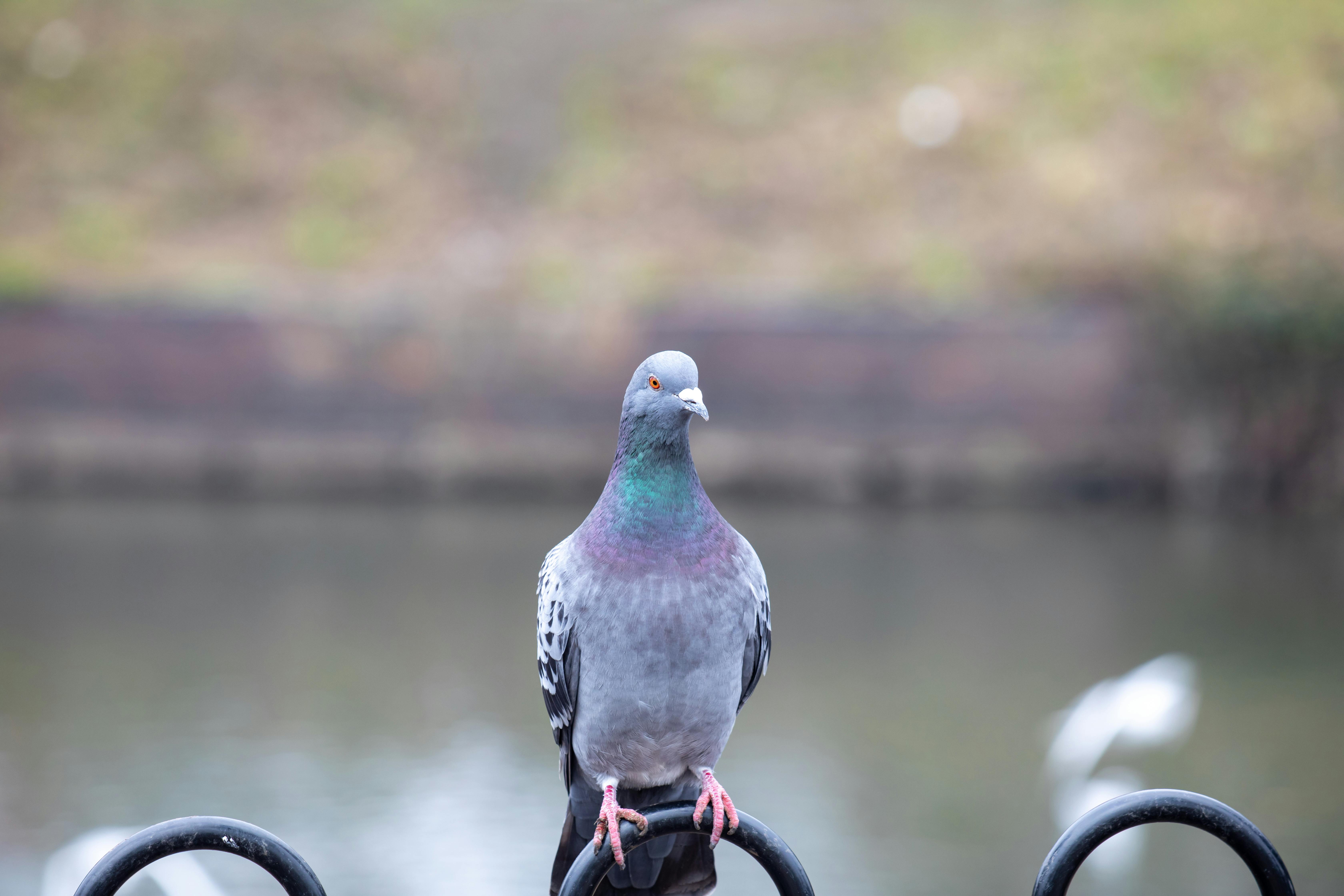 Detailed close-up of a pigeon sitting on a metal fence by water in Tamworth, England.