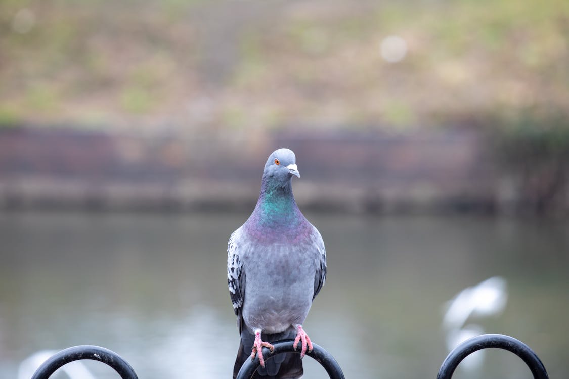 Close-up of a Pigeon Perching on a Fence 