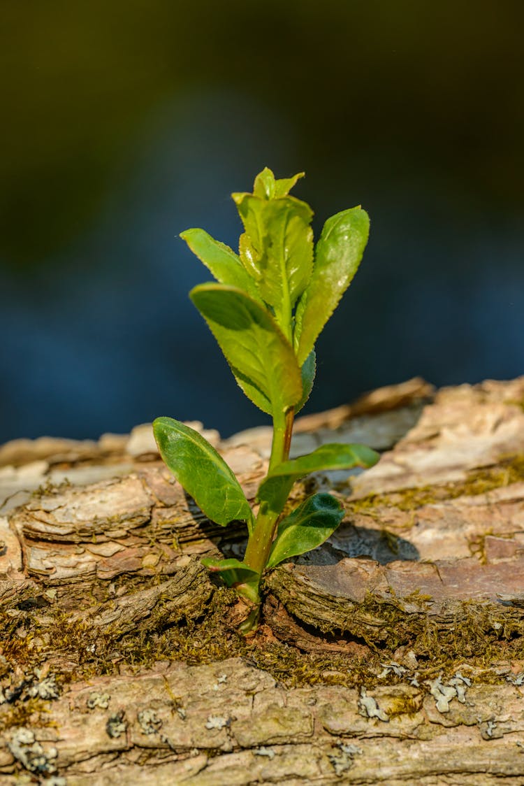 Offspring Tree Growing On Tree Log