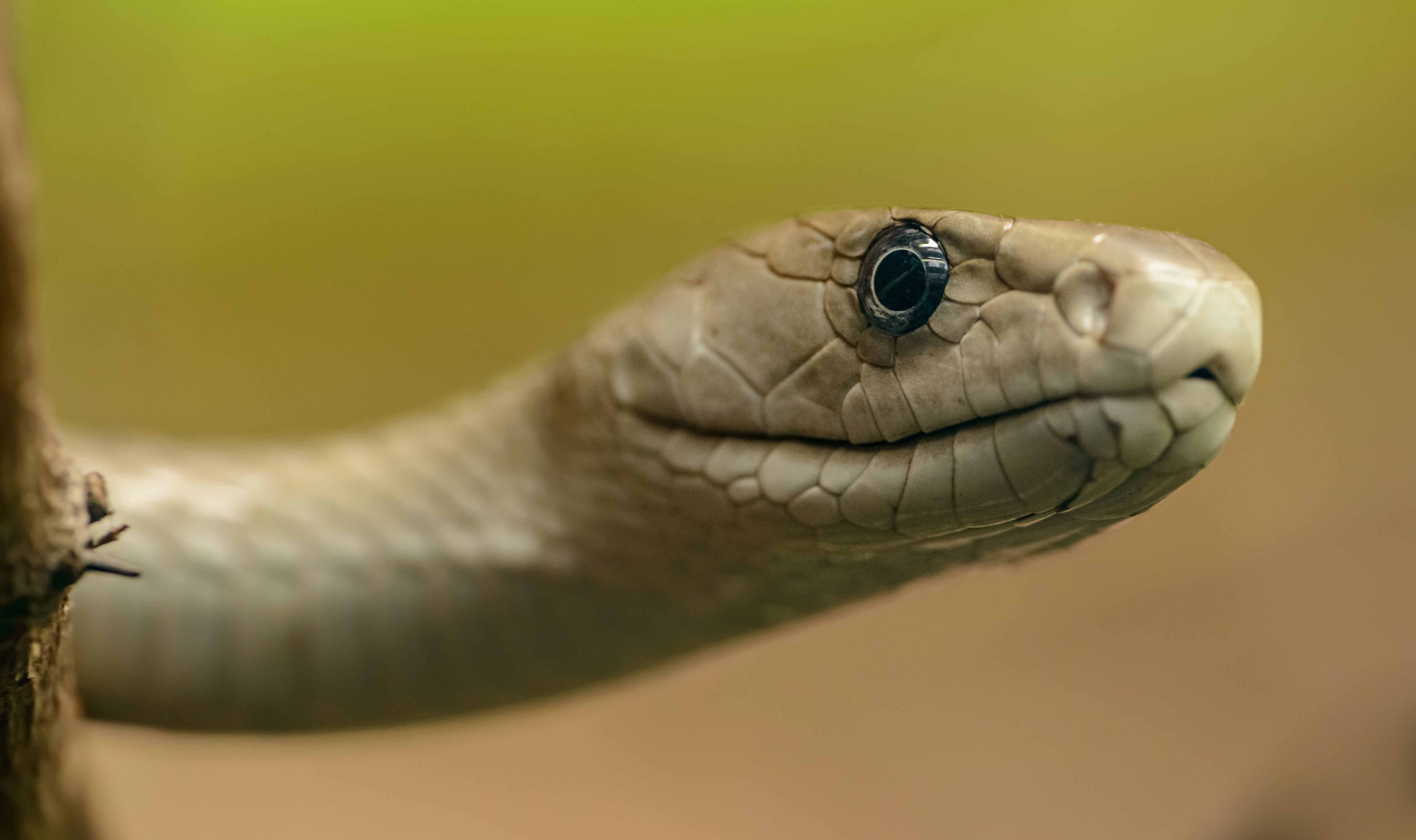 Detailed close-up of a snake's head showcasing scales and intense eye within natural surroundings.