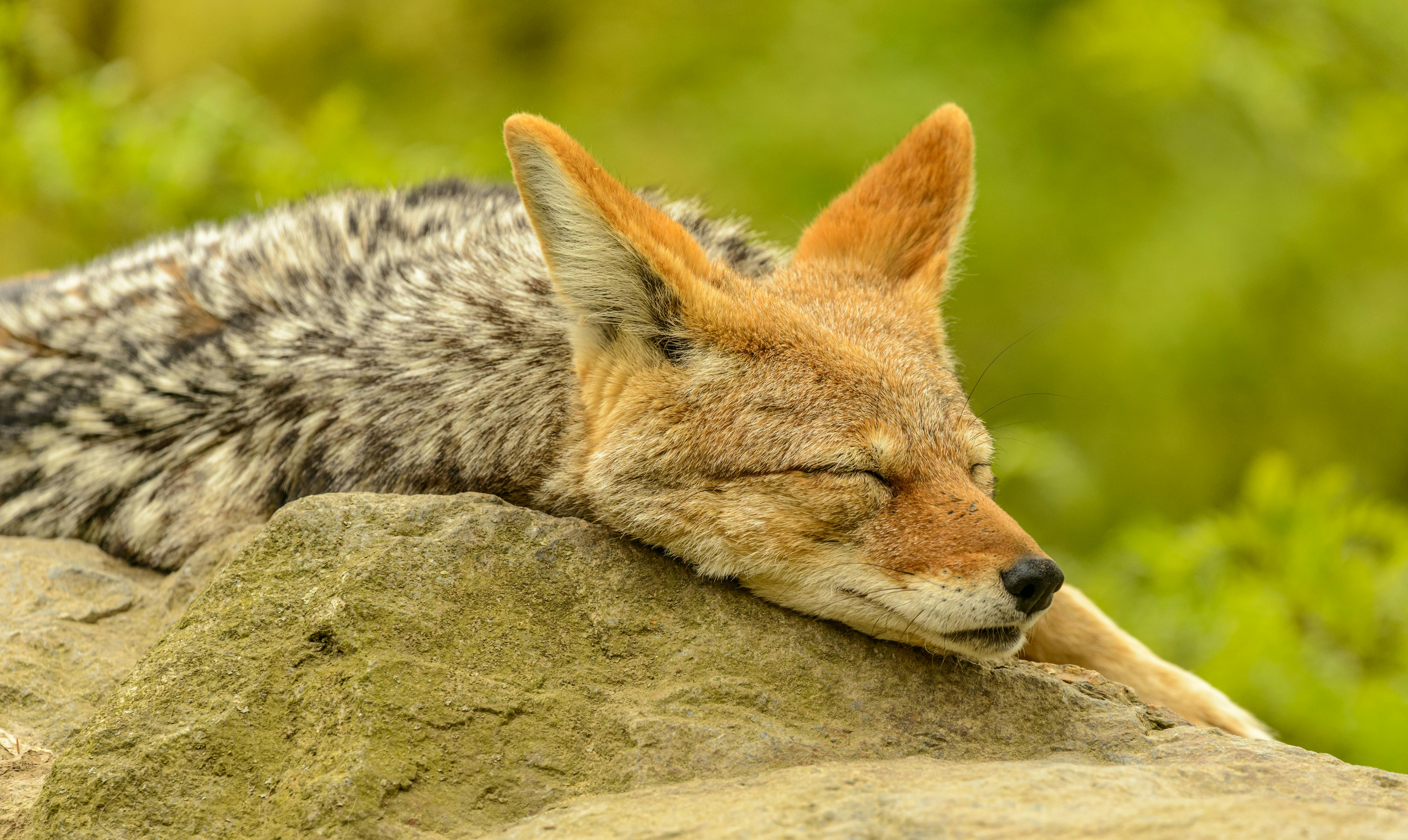 Fox Sleeping on Rock · Free Stock Photo