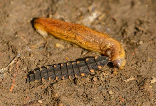 Close-up of a common glow worm and snail on a natural soil surface, showcasing wildlife interaction.
