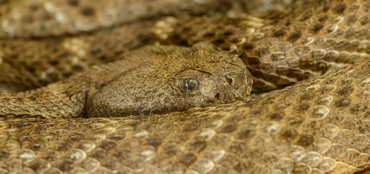 Free stock photo of animal, danger, deadly