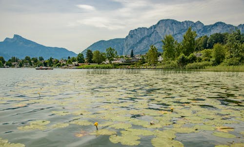 Základová fotografie zdarma na téma břeh jezera, farma, hory