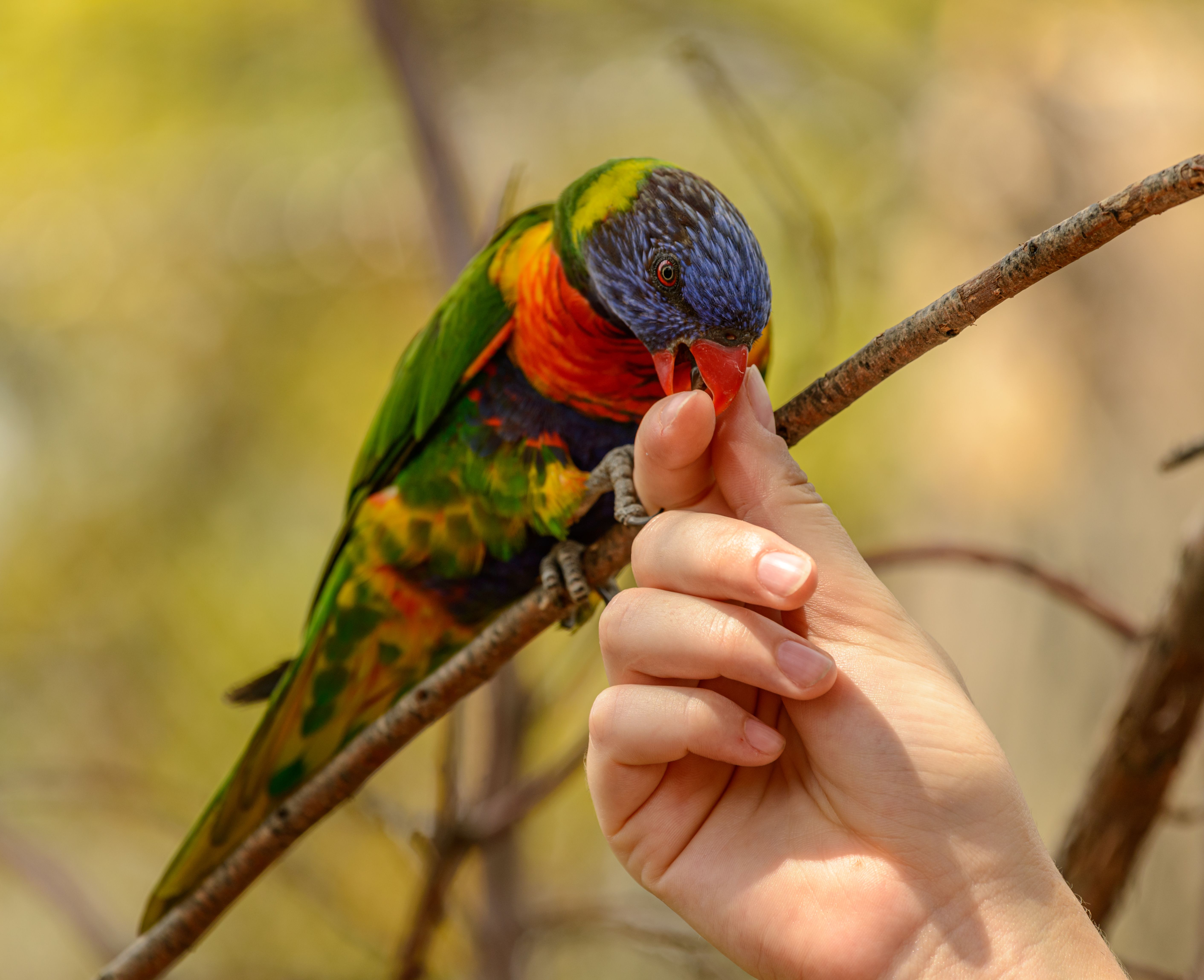 Hand-feed Rainbow Lorikeets