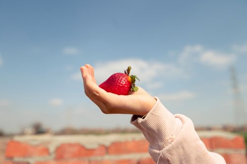 Free A hand holding a ripe strawberry outdoors on a sunny day with a blue sky background. Stock Photo