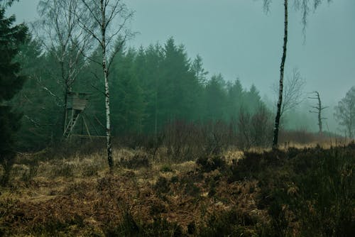 Darmowe zdjęcie z galerii z ciemny, drzewo, forrest