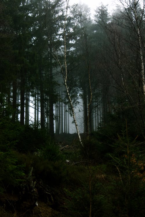 Free stock photo of dark, forrest, mysterious Stock Photo