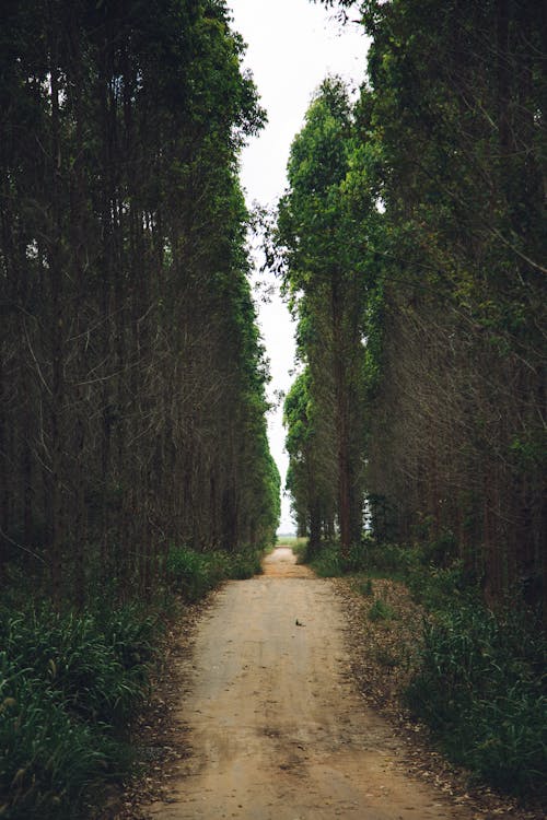 Dirt Road and a Row of Trees on the Roadside