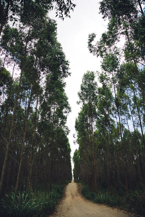 Imagine de stoc gratuită din árvore, natureza, paraiso