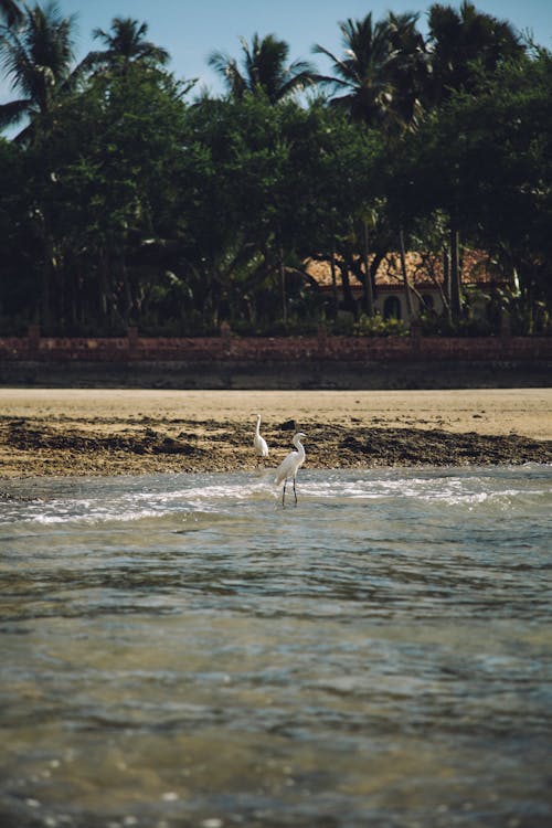 Imagine de stoc gratuită din egrete înzăpezite, faleză, fotografie cu animale sălbatice