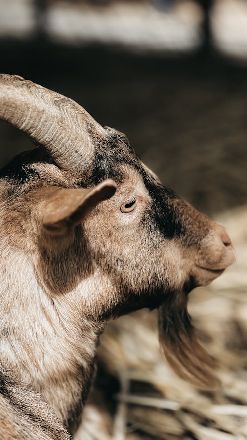 Fotobanka s bezplatnými fotkami na tému divé zvieratá, divočina, koza