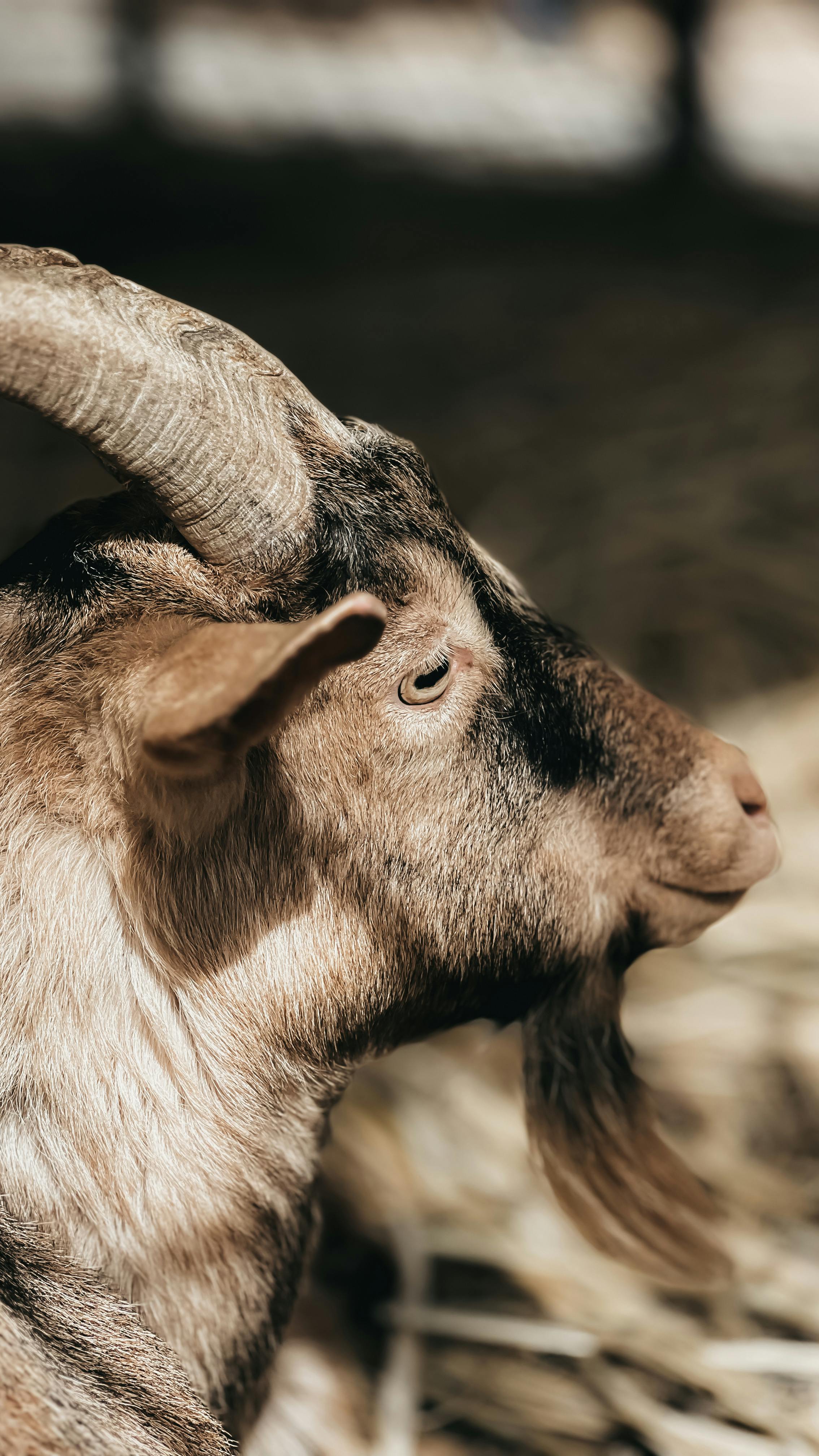 Kostenlos Kostenloses Stock Foto zu asien, bauernhoftier, bock Stock-Foto