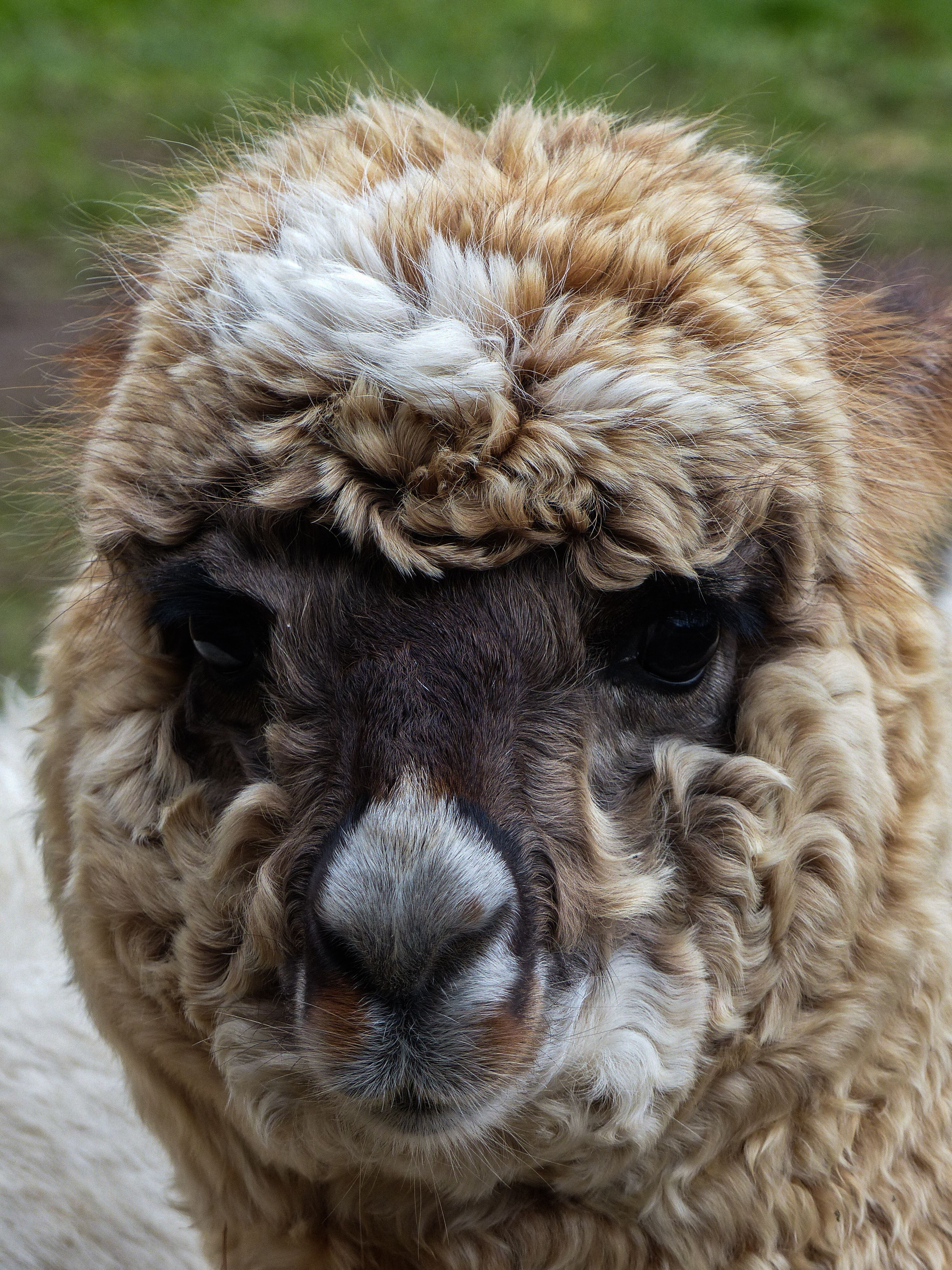 Close-up of Alpaca · Free Stock Photo