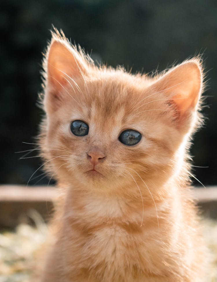 Cute Ginger Kitten