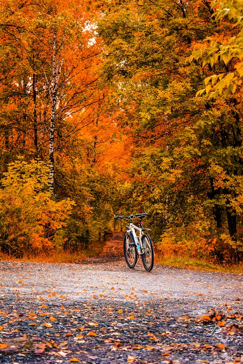 茶色と緑の葉の木の間の白い自転車