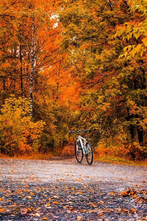 Bicicletta Bianca Tra Alberi Dalle Foglie Marroni E Verdi