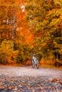在风景优美的秋季森林中，骑自行车穿行于鲜艳的橙色树叶间，捕捉大自然的美丽