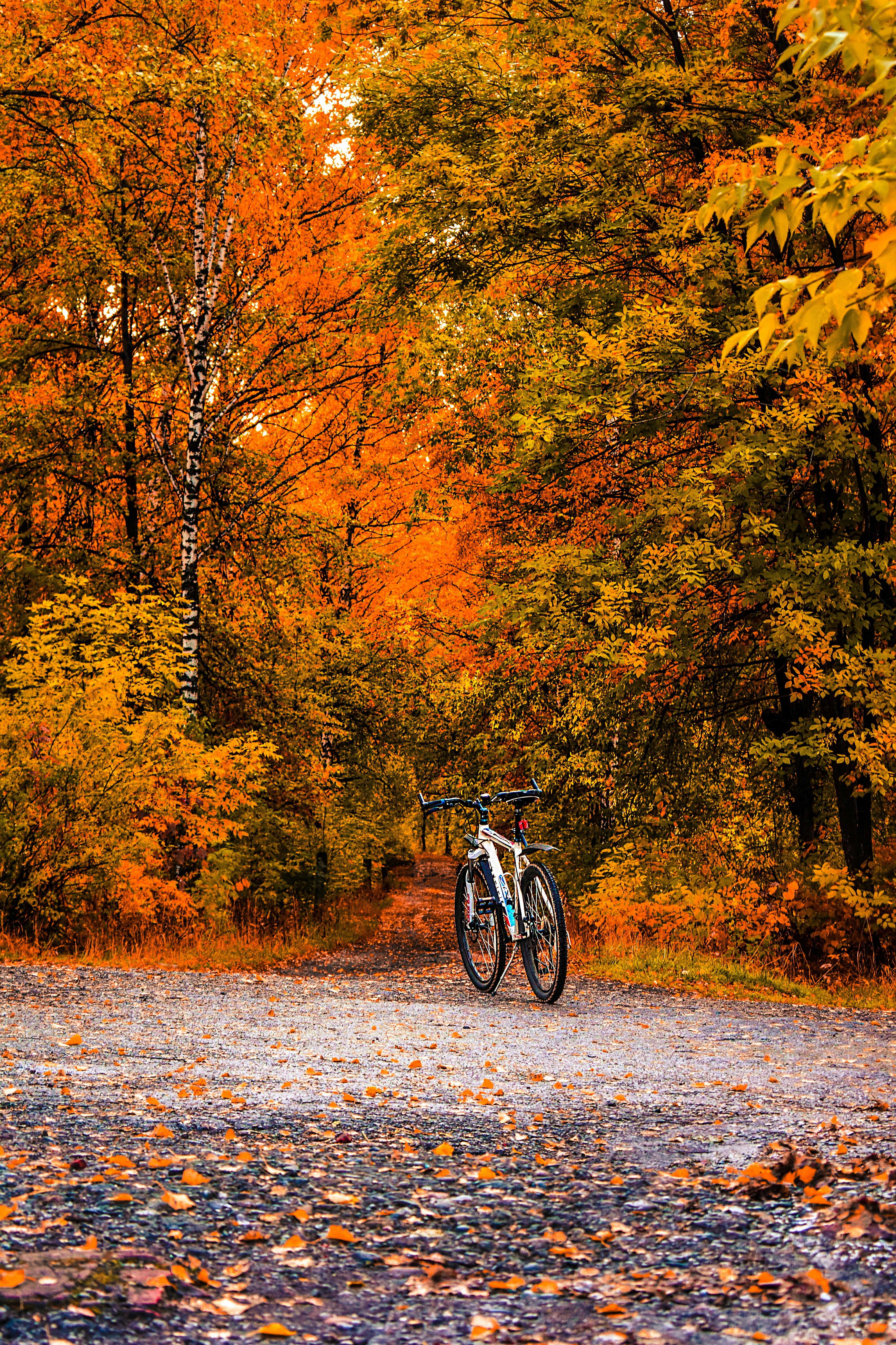 Hai chiếc xe đạp được đặt kết hợp trong khu rừng xanh tươi sẽ tạo ra một bức ảnh tuyệt đẹp, đầy hoài niệm và cảm xúc. Hãy cùng xem những bức ảnh tuyệt vời với một chiếc xe đạp trong khung cảnh thiên nhiên đầy xanh tươi!