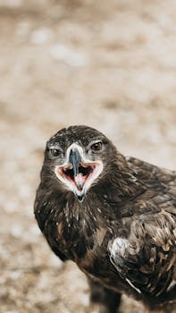 Stunning close-up of an eagle with its beak open. Captured in Basrah, Iraq.