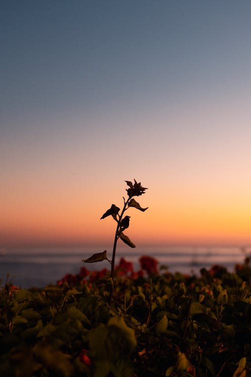 Silhouette of lone flower in front of fiery sunset 