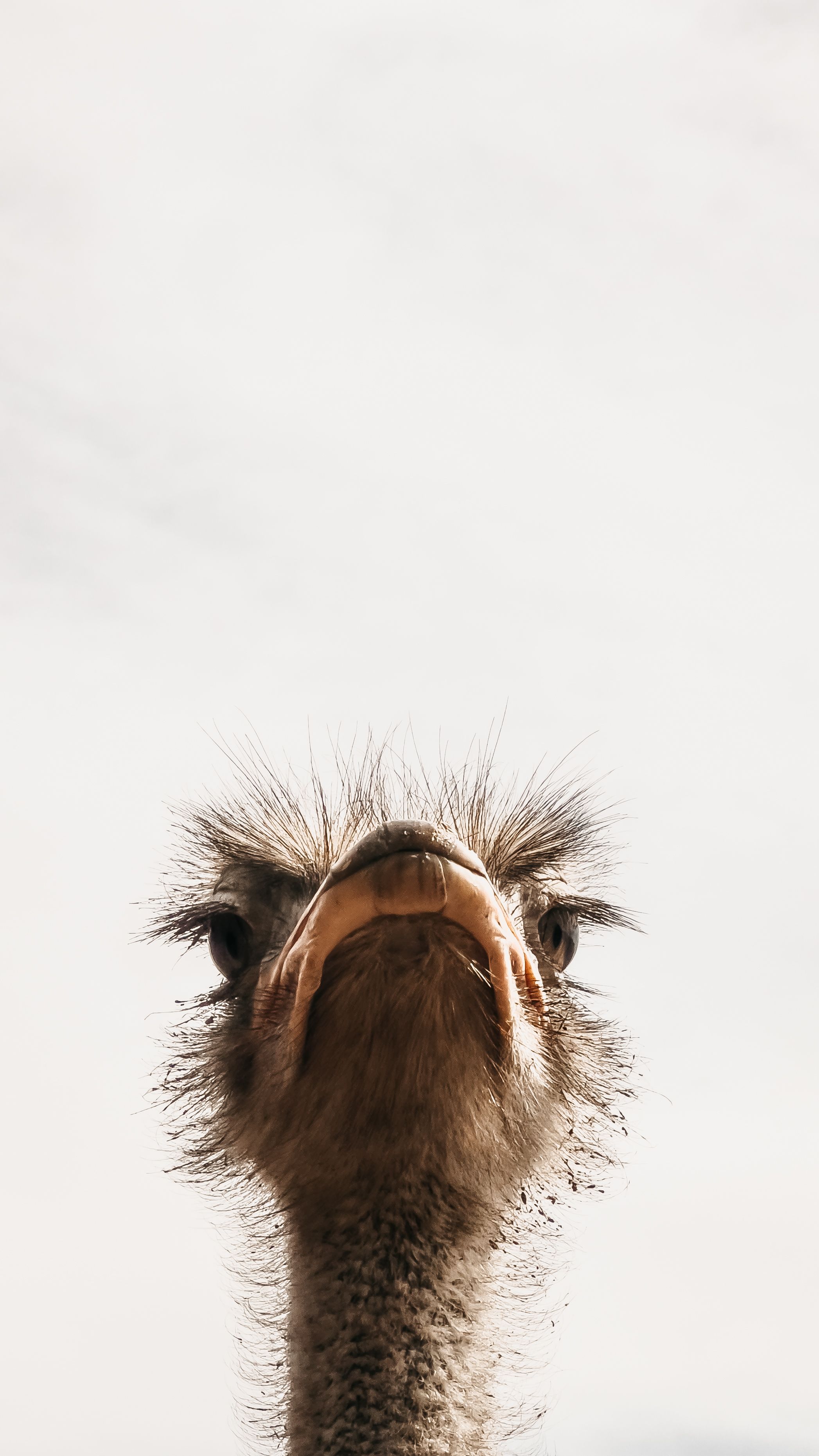 Gratis stockfoto met Afrika, aviaire, beest Stockfoto