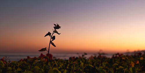 Widescreen photo of flower silhouette by  sunset