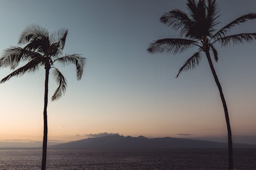Golden Paradise: Majestic Silhouette Palm Trees against a Radiant Ocean Sunset With Space For Text